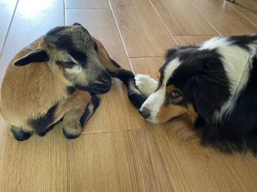 Nous avons des animaux, chien, chats à La Ferme du Châtaignier, gîte à Boissy-le-Sec