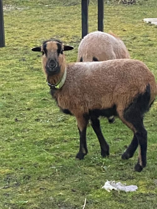 Deux chèvres paissant dans un pré verdoyant au gîte La Ferme du Châtaignier à Boissy-le-Sec, Essonne