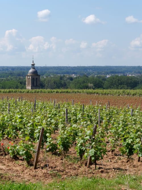 Vignes de Vouvray près des Gîtes troglodytiques de la Rochère, Noizay