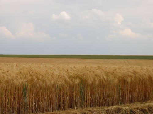 Golden wheat field near La Ferme du Châtaignier gîte in Essonne, France