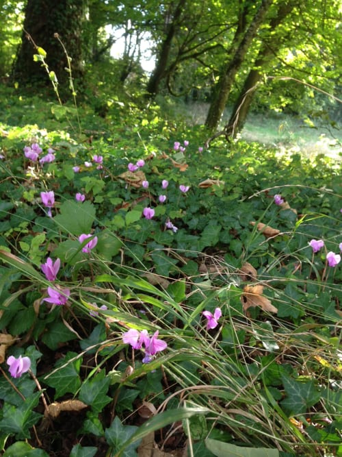 Pink cyclamen flowers blooming in woodland garden at Domaine de l'Ocrerie, Pourrain