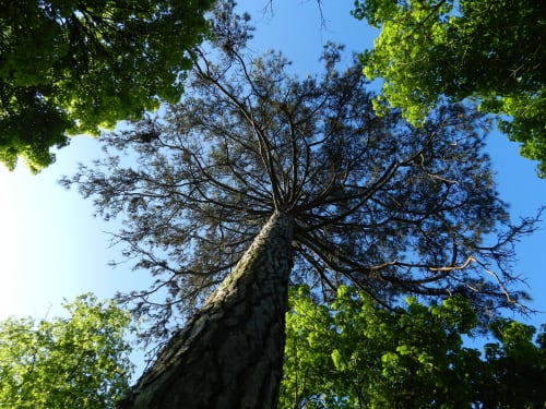 Tall tree canopy viewed from below at Domaine de l'Ocrerie in Pourrain, surrounded by green foliage and blue sky