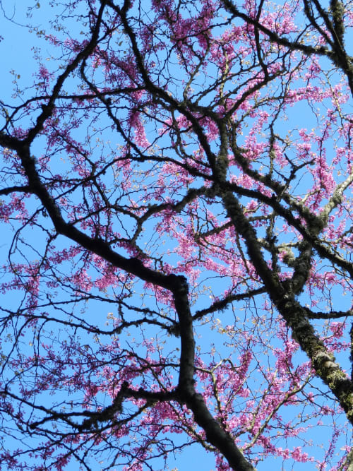 Pink wisteria blooms on gnarled tree branches against blue sky at Domaine de l'Ocrerie, Pourrain