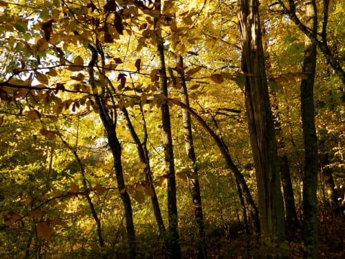 Golden autumn forest canopy at Domaine de l'Ocrerie, a peaceful bed and breakfast retreat in Pourrain, France