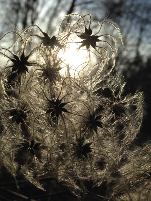 Delicate seed pods backlit by sunlight at Domaine de l'Ocrerie, a charming bed and breakfast in Pourrain, France