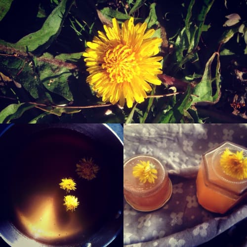 Flores amarillas de diente de león e infusiones herbales en Domaine de l'Ocrerie, una encantadora casa rural francesa en Pourrain