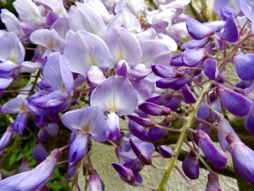 Purple and white wisteria flowers blooming at Domaine de l'Ocrerie, a charming bed and breakfast in Pourrain, France