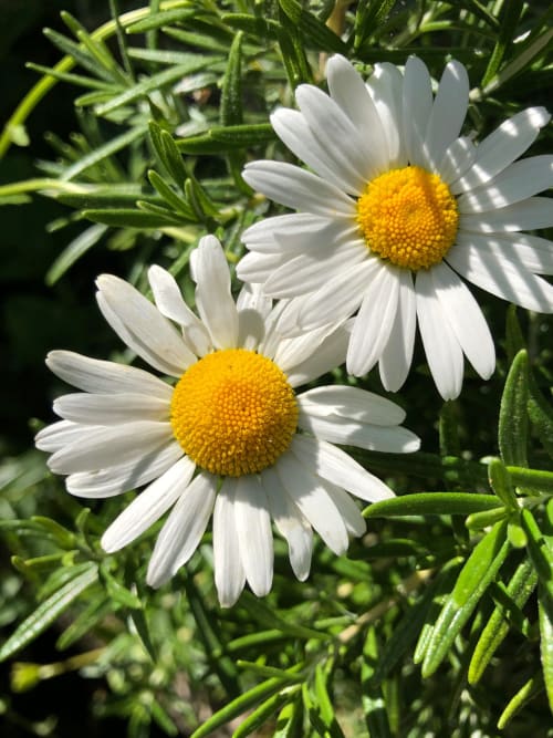 Margaritas blancas con centros amarillos en el Domaine de l'Ocrerie B&B en Pourrain, Francia