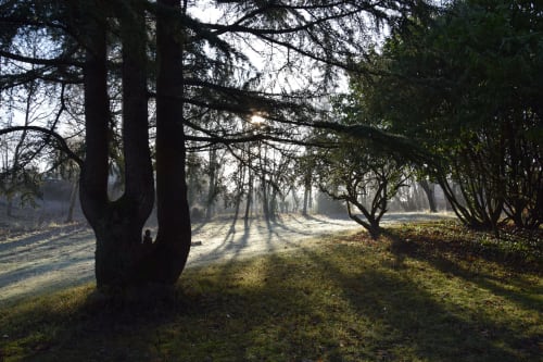 Sunlit forest path at Domaine de l'Ocrerie, a B&B in Pourrain, France, with tall trees and dappled light