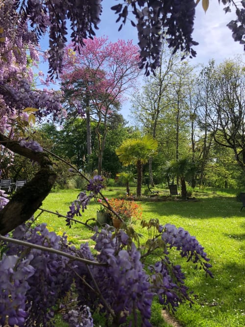 Purple wisteria blooms at Domaine de l'Ocrerie in Pourrain, with manicured gardens and flowering trees