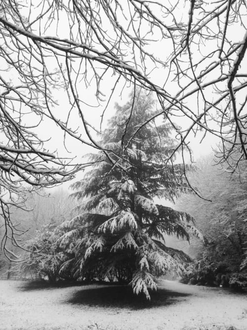 Snow-covered evergreen tree framed by bare winter branches at Domaine de l'Ocrerie in Pourrain