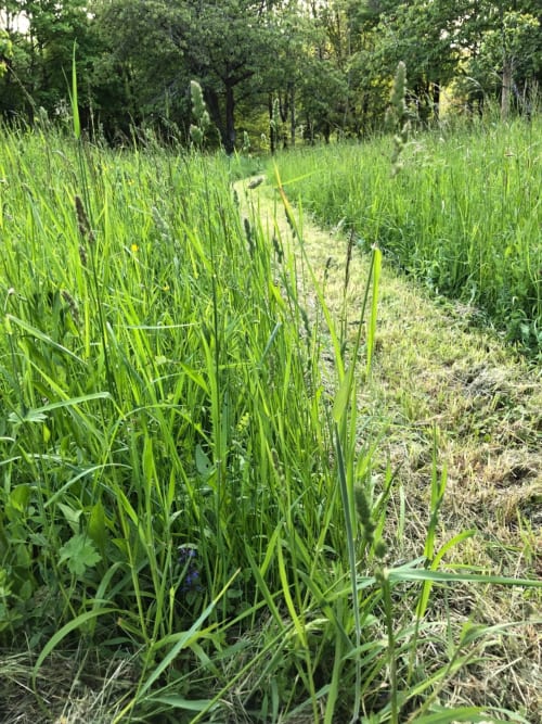 Marshland trail at Domaine de l'Ocrerie BnB, Pourrain France with cattails and green vegetation
