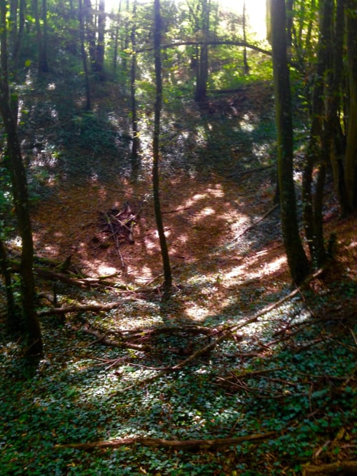 Forest ravine with tall trees and moss-covered ground at Domaine de l'Ocrerie in Pourrain, France