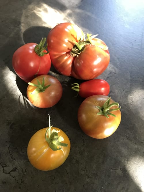 Tomates anciennes fraiches du Domaine de l'Ocrerie à Pourrain, France