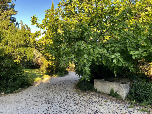 allée verdoyante au mas des olivades
