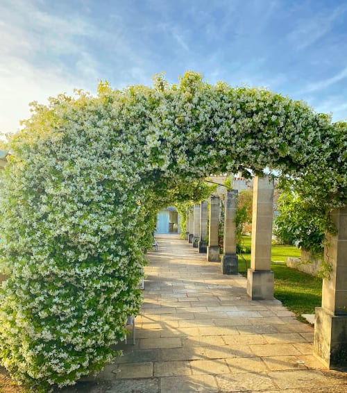 Allée pergolée avec vignes fleuries à la Masseria Vittoria B&B à Acaya, Italie