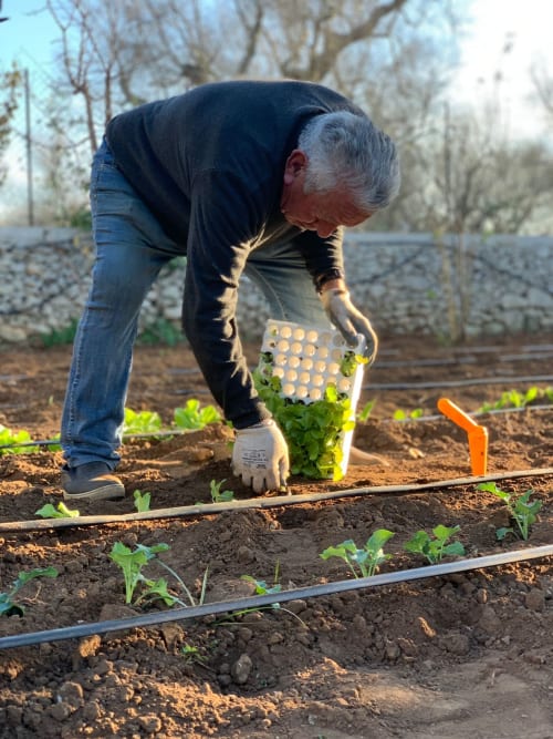 Senior gardener planting seedlings in vegetable garden at Masseria Vittoria agriturismo in Puglia, Italy