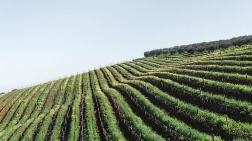 Terrassierte Weinbergreihen im Domaine de l'Ocrerie in Pourrain, Frankreich mit grünen Reben und Stützpfählen am Hang