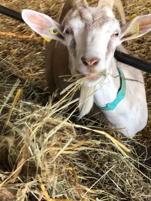 White goat eating hay at Domaine de l'Ocrerie farm in Pourrain, France