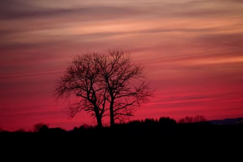 Silhouette d'arbre nu contre un ciel rouge vif au coucher de soleil près du Domaine de l'Ocrerie à Pourrain, France