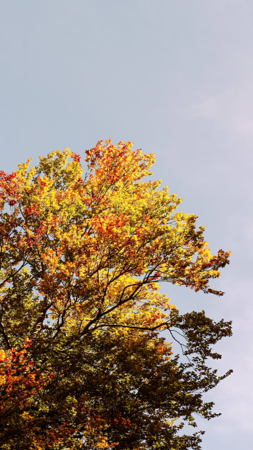 Feuillage automnal aux couleurs vives de l'automne au Domaine de l'Ocrerie, Pourrain