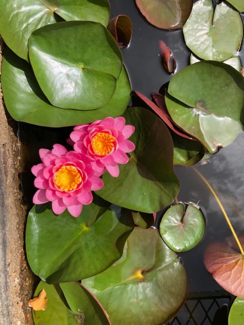Nénuphars roses éclatants en fleur dans le bassin du Domaine de l'Ocrerie, Pourrain