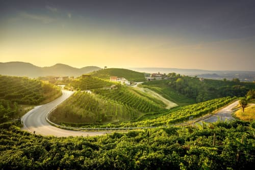 Vigneti ondulati e paesaggio rurale nei pressi di Treviso, Italia con strada sinuosa e fattorie in collina