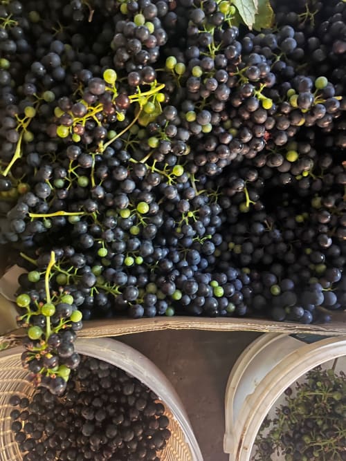 Fresh dark grapes with green stems at Domaine de l'Ocrerie in Pourrain, France