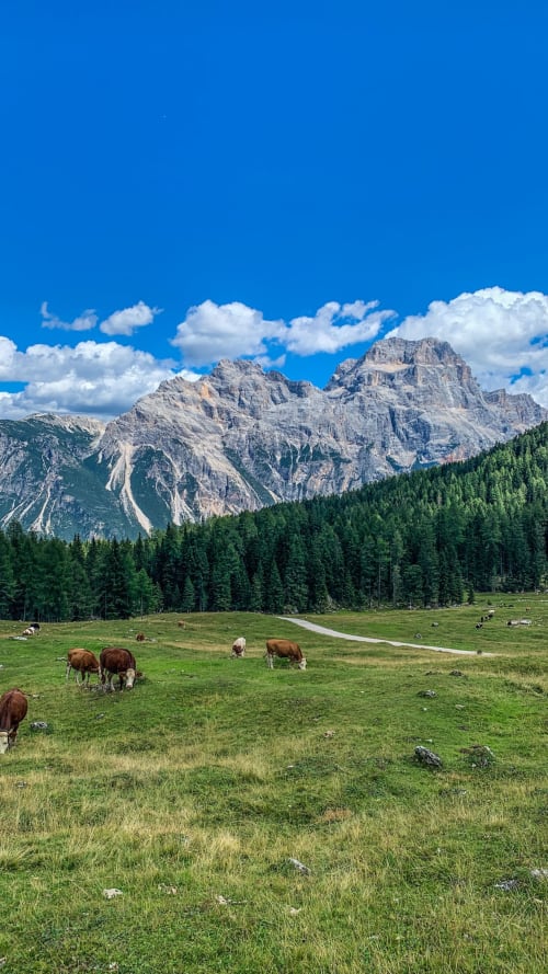 Pascolo alpino con bestiame al pascolo, foresta di conifere e vette montane drammatiche sotto cielo azzurro
