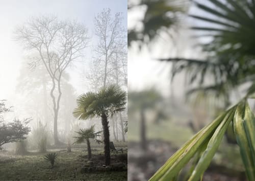 Misty morning garden at Domaine de l'Ocrerie with palm trees and bare branches in Pourrain, France