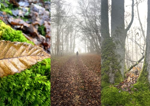 Sendero forestal brumoso en el Domaine de l'Ocrerie con árboles cubiertos de musgo y hojas de otoño en Pourrain