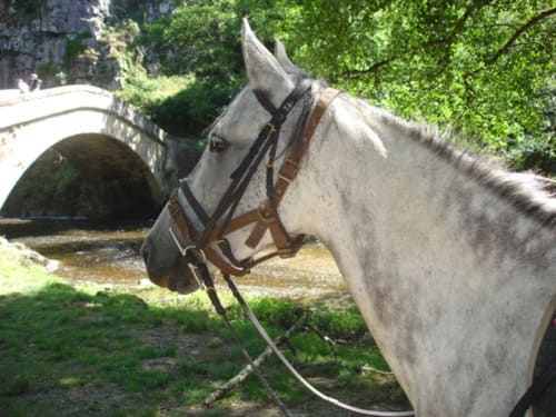 Caballo gris ensillado junto al puente de piedra en Domaine de l'Ocrerie, Pourrain, Francia