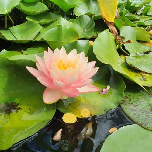 Domaine des Pierres Blanches Jardins d'eau