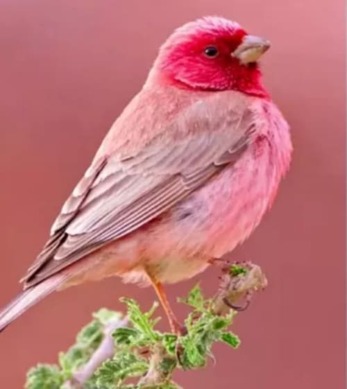 Oiseau rose perché sur une branche sur fond rosé, symbolisant la nature près de la propriété montagnarde du Lauzet-Ubaye