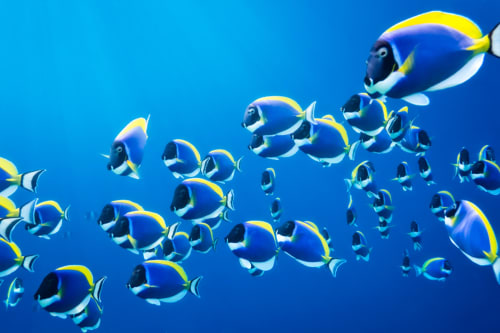 poisson
