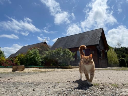 Chat orange et blanc marchant dans la cour de gravier du gîte Le chalet Pomme aux Gîtes Les Rainettes, Vienne-en-Bessin