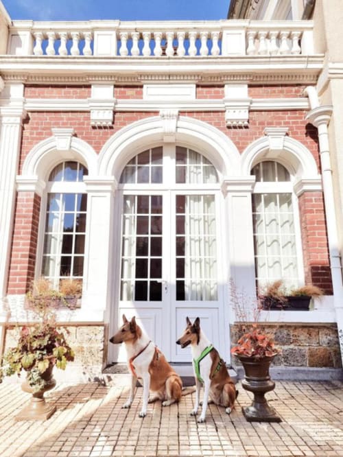 Chiens acceptés dans les hébergements en Baie de Somme 
