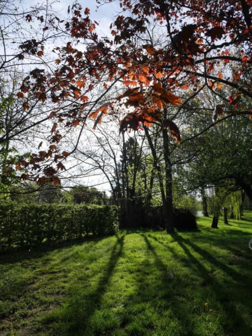 Rayon de soleil dans le jardin.