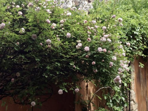 Blühende rosafarbene Rosen klettern an einer Steinmauer der La Bouscatière in Moustiers-Sainte-Marie, Frankreich