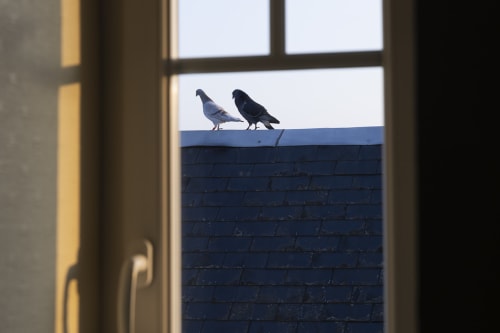 Deux pigeons perchés sur une corniche bleue, vus par la fenêtre de l'Hôtel De Lion Sur Mer