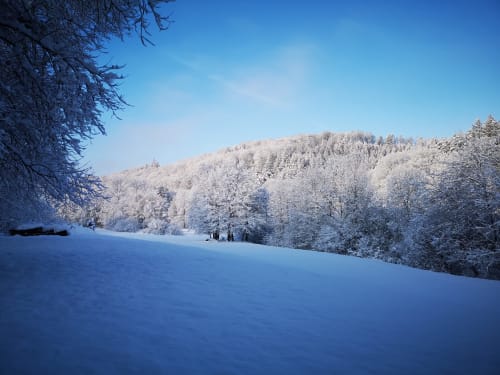 nature forêt paysage isolé