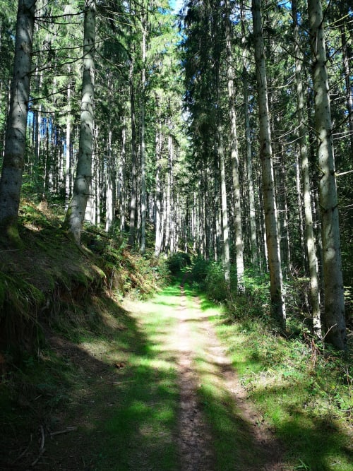 forêt sentier randonné balade