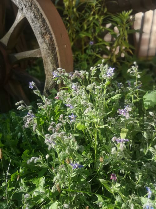 bucolique charme fleurs
