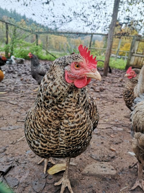 poule campagne animaux ferme