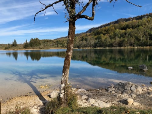 Arbre noueux sur la rive rocheuse d'un lac, avec forêt et collines boisées, eaux calmes aux Gîtes Des Planchettes, Marigny