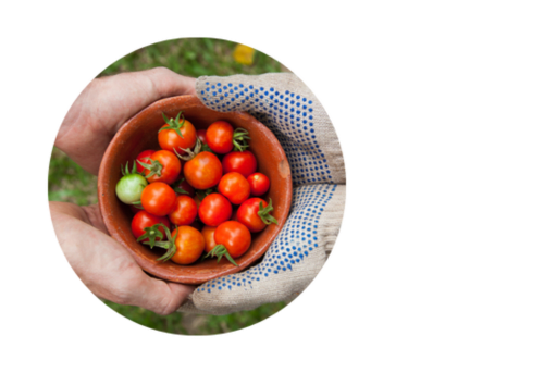 Produce at 2 Ailwood Farm Holidays, Dorset, Jurassic Coast, Walking, Cycling, Climbing