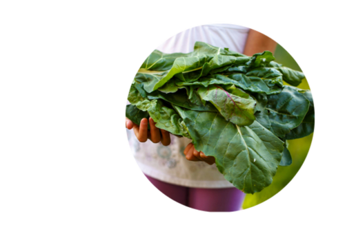 Produce at 2 Ailwood Farm Holidays, Dorset, Jurassic Coast, Walking, Cycling, Climbing