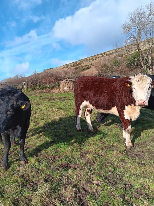 Hereford and Aberdeen Angus Cattle at 2 Ailwood Farm Holidays, Dorset, Jurassic Coast, Walking, Cycling, Climbing