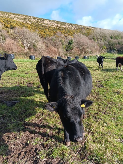 Aberdeen Angus Cattle at 2 Ailwood Farm Holidays, Dorset, Jurassic Coast, Walking, Cycling, Climbing