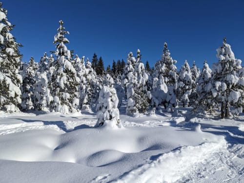 Paysage de forêt de pins enneigée près de Marigny avec des congères immaculées et un ciel bleu dégagé